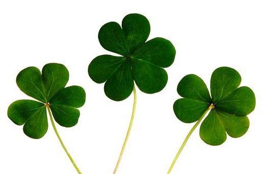 clover-445255__340
